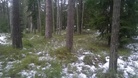 Petäjäksen maastoa 21.3.